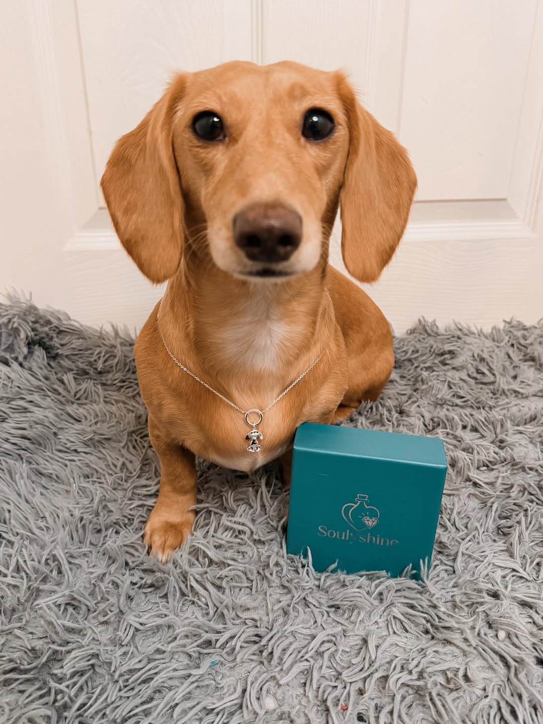 Soulyshine Dachshund Purest - The Petite Companion Charm Necklace